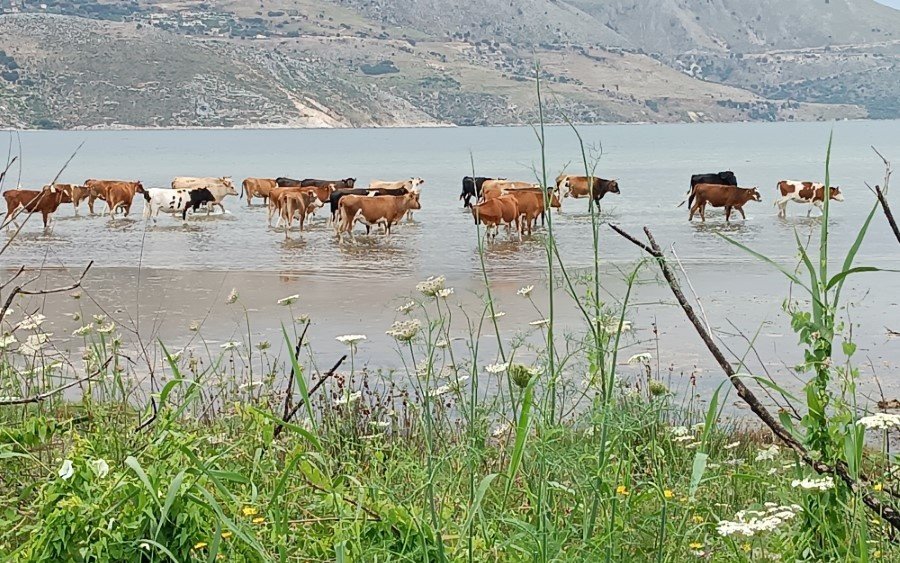 Λιβάδι Ληξουρίου...