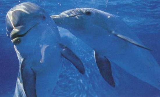 Δελφίνια προσπαθούν να σώσουν ετοιμοθάνατο σύντροφό τους [VIDEO]
