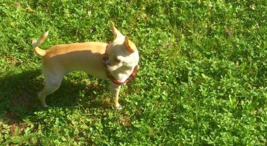 Χάθηκε η «Μιγιου» - Αμοιβή 600 ευρώ σε οποιον τη βρει