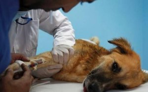 Δήμος Σάμης: Ανακοίνωση για δωρεάν στειρώσεις σε αδέσποτα ζώα συντροφιάς