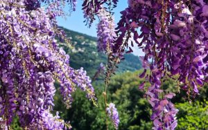 Η άνοιξη στην Κεφαλονιά έρχεται σαν μια ήσυχη υπόσχεση αναγέννησης...