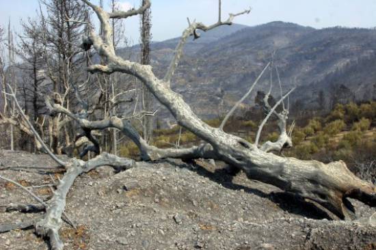 Ηλεία: Πρόταση-βόμβα του εισαγγελέα για τις φονικές πυρκαγιές του 2007!