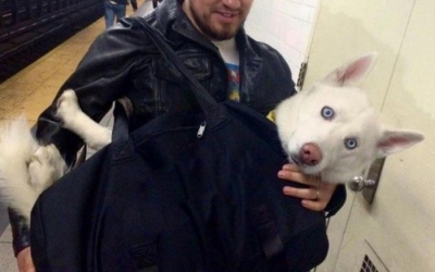 Νέα Υόρκη: Απαγόρευσαν τα ζώα στο μετρό αλλά η λύση βρέθηκε! (εικόνες)