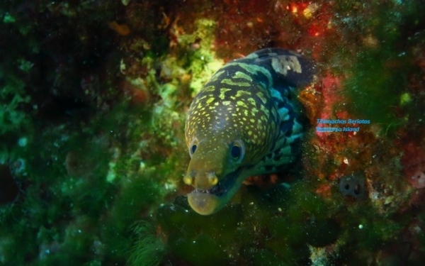 Σμέρνα «Τίγρης», μια πρόσφατη άφιξη στο Ιόνιο