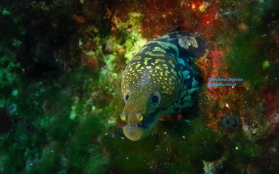 Σμέρνα «Τίγρης», μια πρόσφατη άφιξη στο Ιόνιο