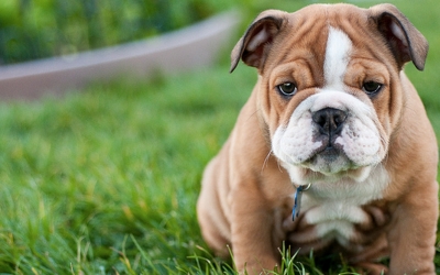 9 μύθοι για τους σκύλους που δεν πρέπει να πιστεύουμε!