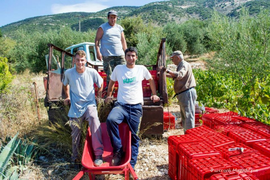 Ξεκίνησε ο τρύγος της Ρομπόλας στα Βαλσαμάτα !