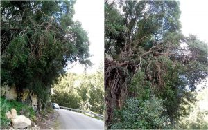 Κοινότητα Ριφίου: Κίνδυνος στο οδικό δίκτυο στο σημείο μεταξύ Δαμουλιανάτα - Ρίφι - Καλάτα (εικόνες)