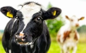 Ε. Α. Σ.: Εγκρίθηκαν 200.000€  Επιδότηση de minimis Κτηνοτρόφων