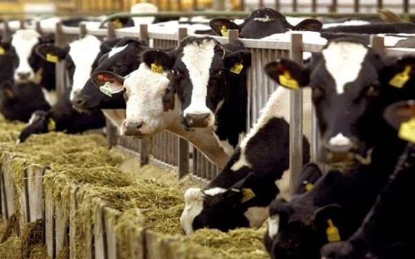 Περιφέρεια: Ανακοινώσεις για τους κατόχους βοοειδών