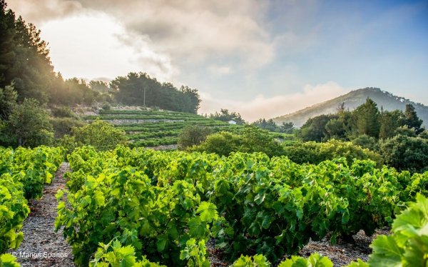 Αύριο το 4o Kefalonia Wine Hub - "Λειψυδρία - η διαχείριση νερού και η τεχνική στο αμπέλι"