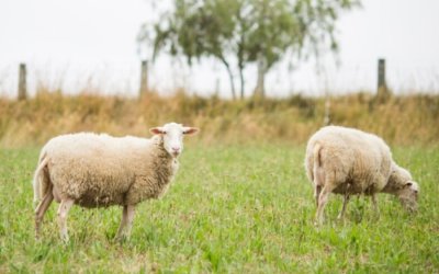 Ε.Α.Σ. ΚΕΦΑΛΛΗΝΙΑΣ &amp; ΙΘΑΚΗΣ : Στηρίζοντας έμπρακτα το Κεφαλλονίτικο Πρόβατο
