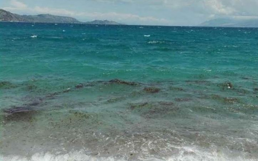 Κονδύλι ενός εκατ. ευρώ για τις τσούχτρες στον Κορινθιακό