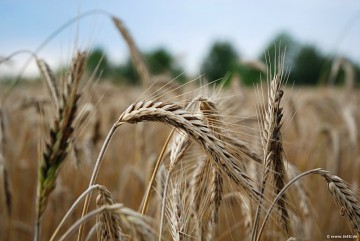 Ε.Α.Σ.: Σε πλήρη εξέλιξη οι Δηλώσεις Σιτηρών