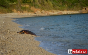 Νεκρή θαλάσσια χελώνα καρέτα – καρέτα στην παραλία του Λουρδά (εικόνες)