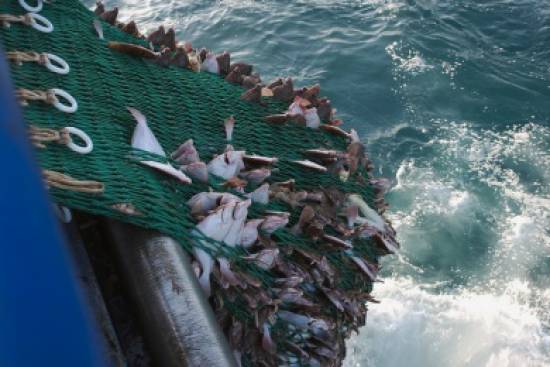 Αλιεία: “τέλος” στα πεταμένα ψάρια δίνει η Ευρώπη