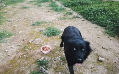 Χαρίζεται ένας Βελγικός και ένας Γερμανικός Ποιμενικός (εικόνες)