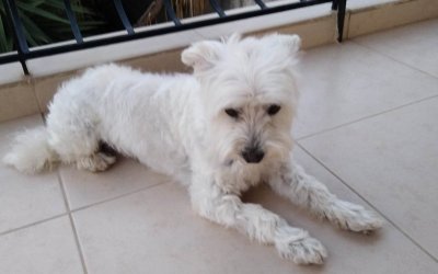 Βρέθηκε τελικά ο Ντίζι στο Αργοστόλι