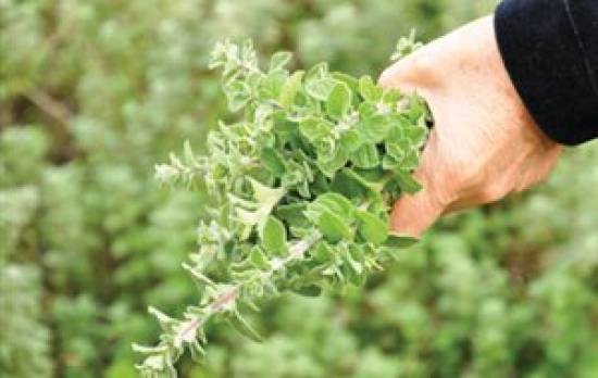 Αύριο η ενημερωτική εκδρομή για τη ρίγανη από το φορέα Αίνου