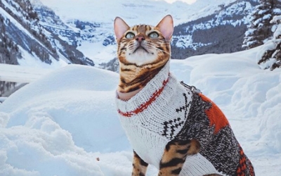 Η πιο διάσημη travel blogger με 1,3 εκατ. ακολούθους... είναι γάτα [εικόνες]