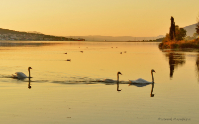 Ο Σκακιστικός Σύλλογος Κεφαλονιάς χαιρετίζει τις καλοκαιρινές πολιτιστικές εκδηλώσεις "ΚΟΥΤΑΒΟΣ 2020"