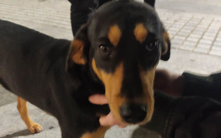 Αυτή η όμορφη σκυλίτσα περιφέρεται στην κεντρική πλατεία Αργοστολίου - Την αναζητά κανείς;