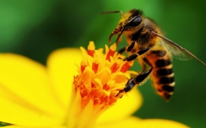 Μελισσοκομικός Συνεταιρισμός Κεφαλονιάς: 20η Μαΐου –Παγκόσμια Ημέρα για τη Μέλισσα