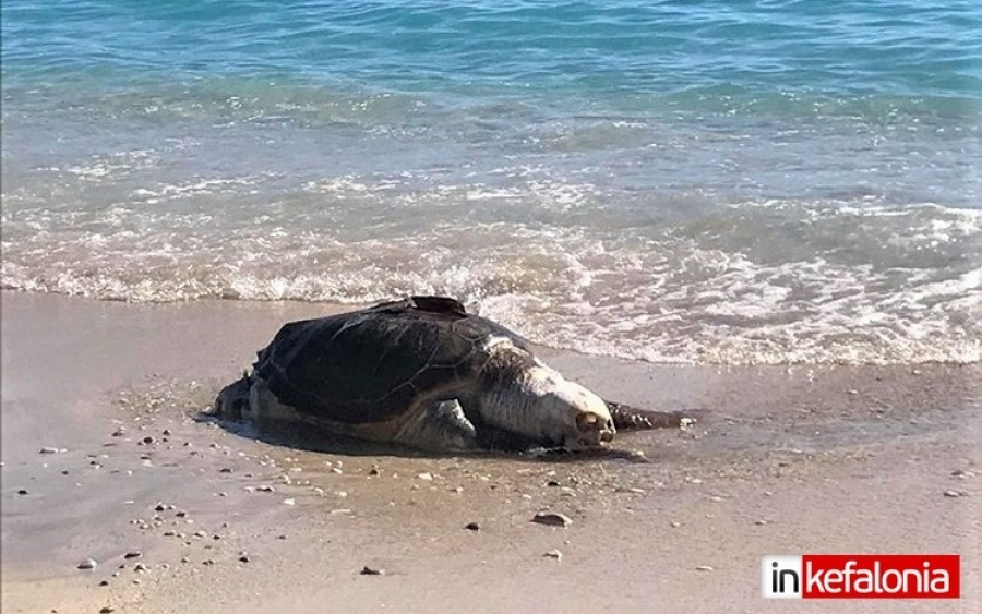 Νεκρή θαλάσσια χελώνα καρέτα – καρέτα στην παραλία του Λουρδά (εικόνες)