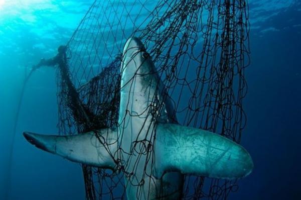 Ενημέρωση από την Περιφέρεια για τον οδηγό αναγνώρισης καρχαριών