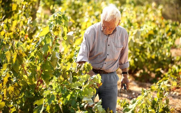 ΟΡΕΑΛΙΟΣ ΓΗ : Παρουσίαση έρευνας για τον αμπελώνα της Κεφαλονιάς