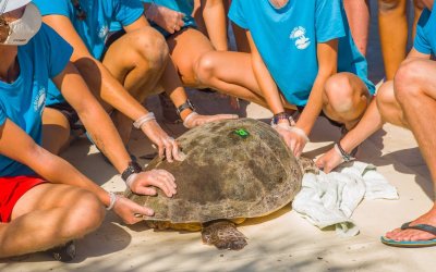 Οι θαλάσσιες χελώνες της Κεφαλονιάς: Ένας θησαυρός και η πρόκληση για τη διατήρησή τους (από τους Wildlife Sense)