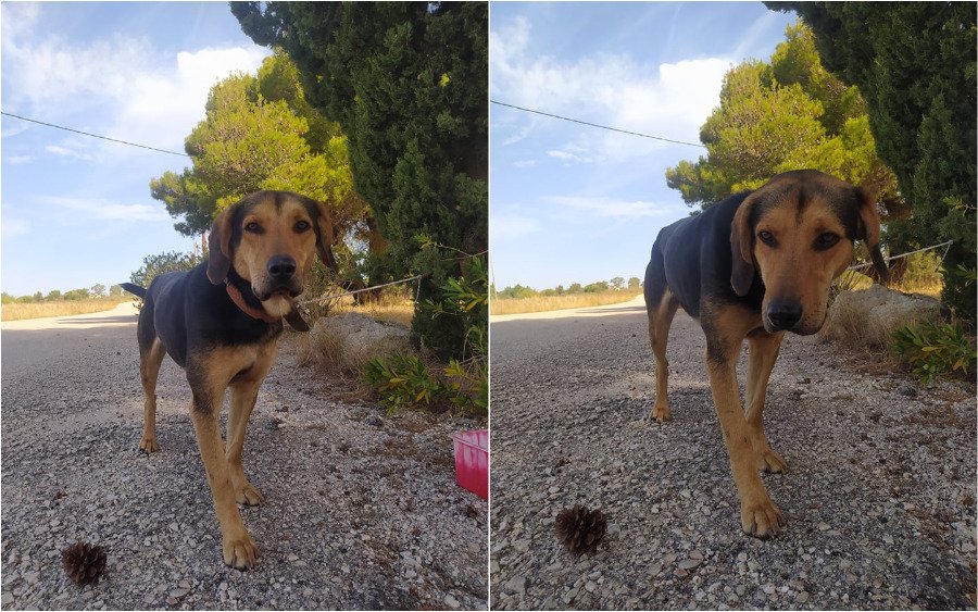 Βρέθηκε σκυλάκι στην Ι.Μ. Εσταυρωμένου στην Πεσσάδα- Αναζητείται ο ιδιοκτήτης