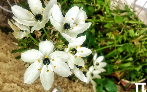 "Μαυρομάτα" - Το φτωχό λουλούδι της Άνοιξης...
