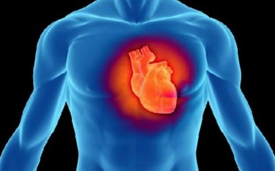 Ποιες ώρες της ημέρας προσπαθεί να αποκαταστήσει τις «βλάβες» η καρδιά σου