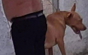 Χανιά: Σε διαθεσιμότητα ο υπάλληλος της ΔΕΗ που βασάνισε σκύλο