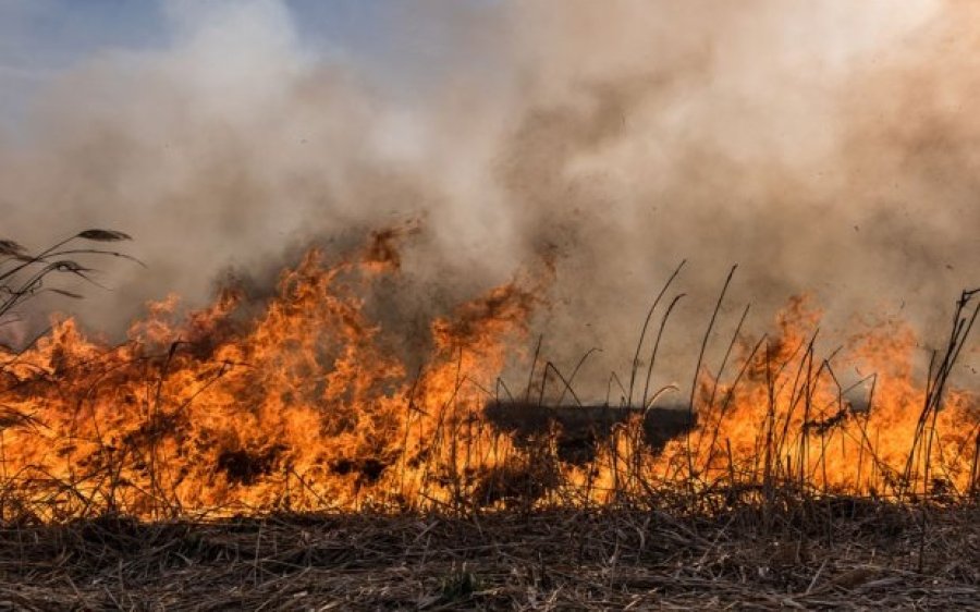Αιτήσεις αποζημίωσης στον ΕΛΓΑ μετά την πυρκαγιά στο Ληξούρι