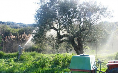 Περιφέρεια: Έναρξη δολωματικών ψεκασμών δακοκτονίας