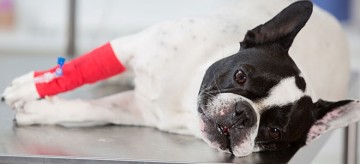 9 σημάδια που δείχνουν ότι ο σκύλος σας χρειάζεται κτηνίατρο