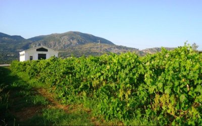 ΦΩΚΕΙΑ 2025 – Στα χνάρια του Ιωάννη Φωκά: Τρέχοντας προς ένα άλυτο μυστήριο