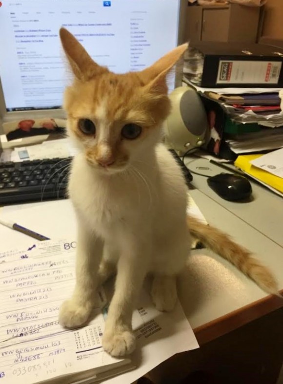 Χάθηκε ο "Ζήκος"- Δίνεται αμοιβή σε όποιον τον βρει