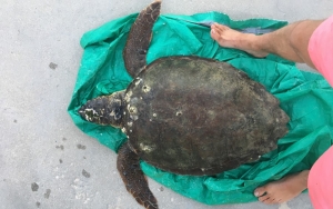 Χελώνα πέθανε παγιδευμένη σε δίχτυα στο Αργοστόλι