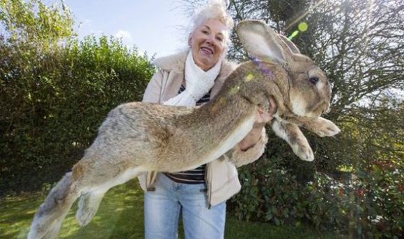 Darius: O μεγαλύτερος κούνελος του κόσμου
