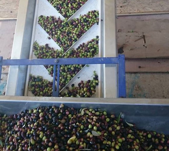 Νέο βιολογικό ελαιοτριβείο στην Κεφαλονιά - Διαθέτει την τελευταία λέξη της τεχνολογίας ! (VIDEO)