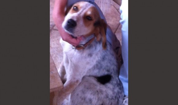 Χάθηκε ο "Μάγκας" στα Βλαχάτα