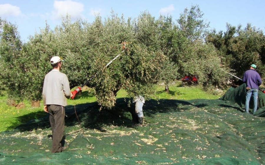 Ε.Α.Σ.: Συμπληρωματική χορήγηση δικαιωμάτων Βασικής Επιδότησης