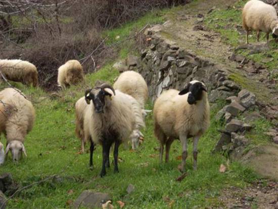 Νέο μητρώο αιγοπροβάτων