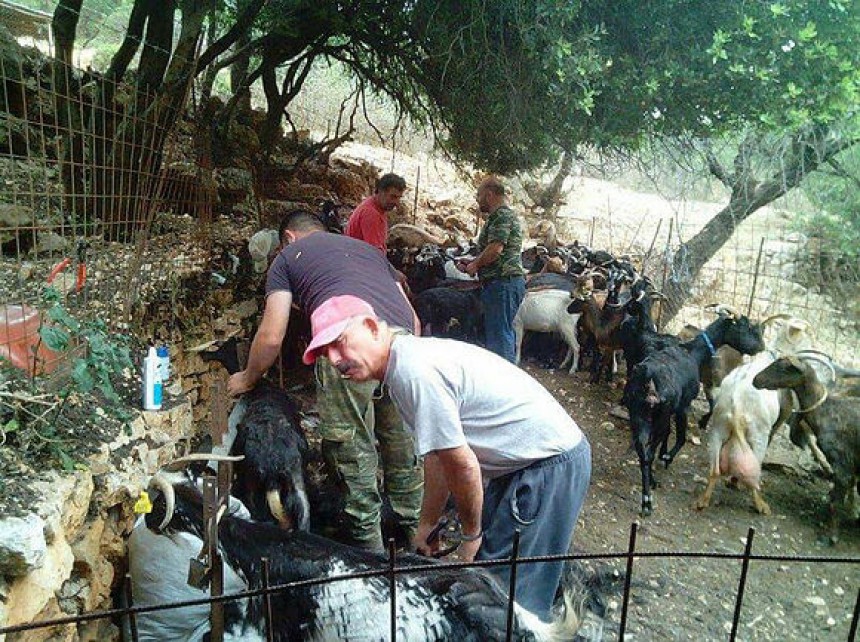 Η κουρά των αιγοπροβάτων στα Πουλάτα (εικόνες)