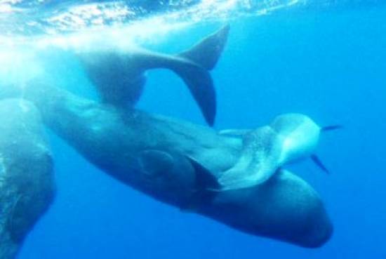Φάλαινες υιοθετούν δελφίνι με ειδικές ανάγκες