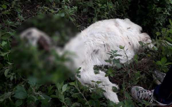 "Ντόρις": "Οι ανθρώπινες διαφορές για ακόμη μια φορά είχαν σαν εξιλαστήρια θύματα, αθώα ζώα"