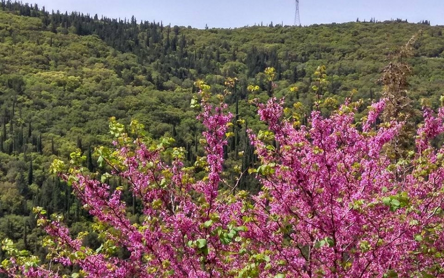 Τα χρώματα της Ερίσσου (εικόνες)